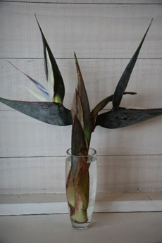 Blooms For Rooms