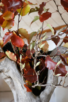 Blooms For Rooms