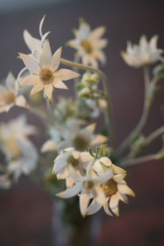 Blooms For Rooms