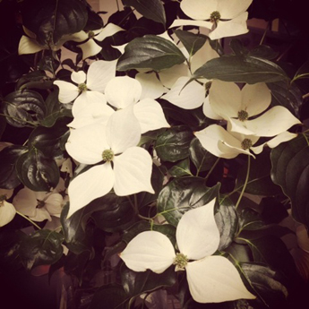 Blooms For Rooms