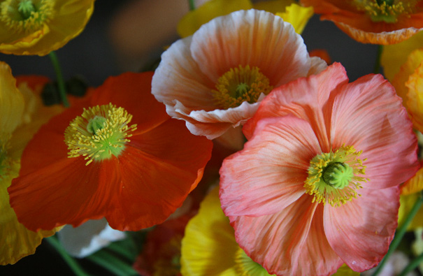 Blooms For Rooms